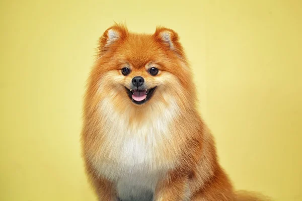 Smiling dog Spitz after shearing — Stock Photo, Image