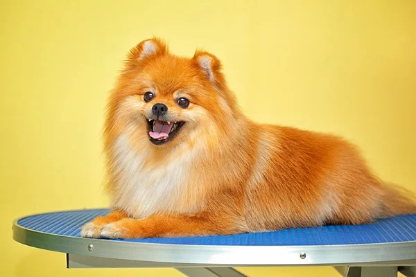 Beautiful smiling dog Spitz after shearing — Stock Photo, Image