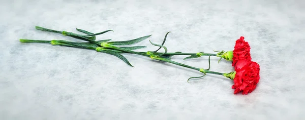 Red carnation flowers on a light background. Victory Day - May 9 — Stock Photo, Image