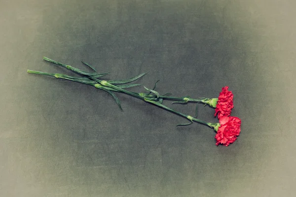 Flores de clavel rojo sobre un fondo vintage oscuro —  Fotos de Stock