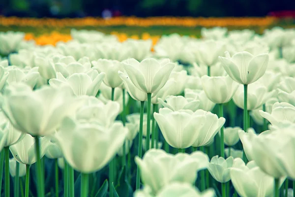 Flores blancas florecientes tulipanes —  Fotos de Stock
