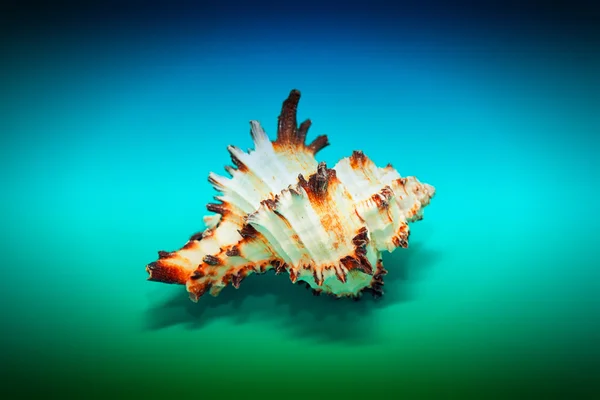Sea shell with spikes on the blue-turquoise background — Stock Photo, Image