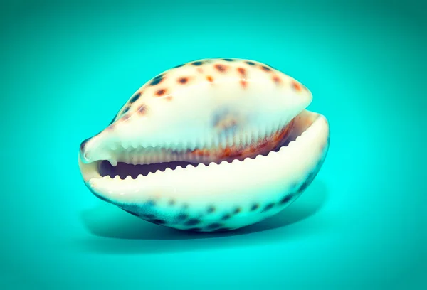 Seashell with tiger spots — Stock Photo, Image