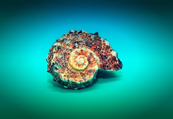 Seashell girou em uma espiral em um fundo azul — Fotografia de Stock