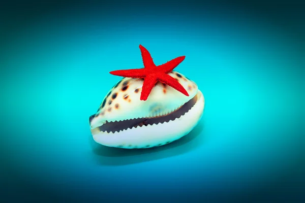 Sea shell with tiger spots and red starfish on a blue background — Stock Photo, Image