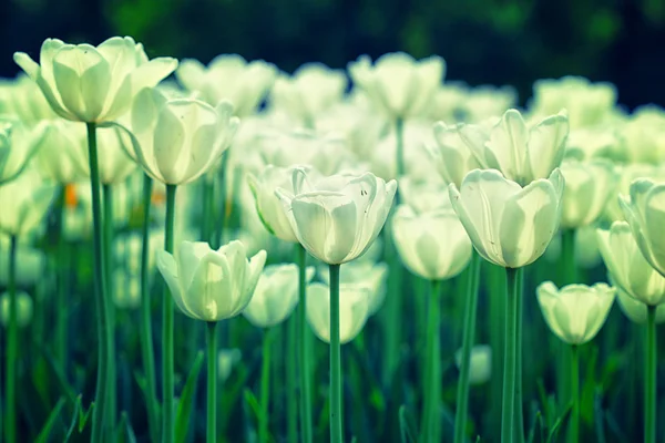 Flores florecientes tulipanes —  Fotos de Stock