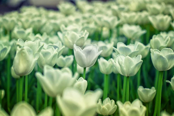 Vita blommor tulpaner på blomsterrabatt — Stockfoto