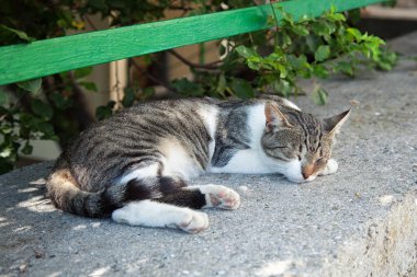 Sokakta uyuyan yolunu yitirmek kedi