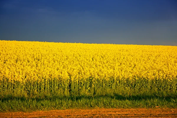 荞麦花呈黄色盛开字段 — 图库照片