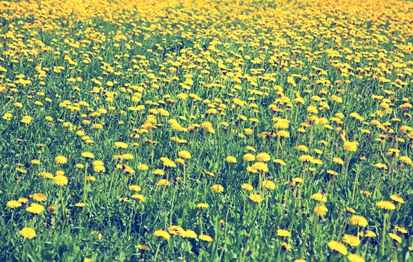 Veld met gele paardebloemen en groen gras — Stockfoto