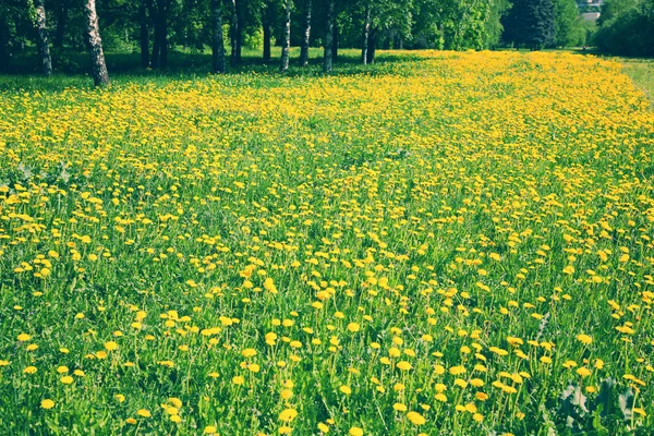 공원에서 피는 잔디와 노란 민들레 — 스톡 사진