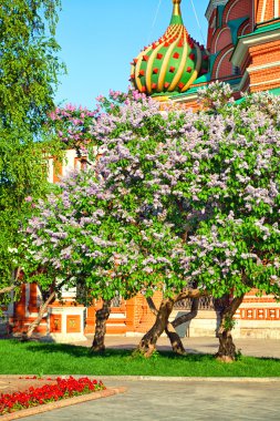 Eflatun çiçekli çalılar, Rusya, Moskova ile bölge, Aziz Basil Katedrali