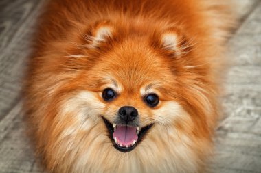 Spitz köpeği yakından, ağzı açık gülümseyen bir köpek.