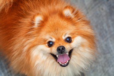 neşeli Kızıl Spitz. mutlu suratının aldığı ifadeyi