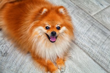 yerde yatarken güzel evde beslenen hayvan köpek