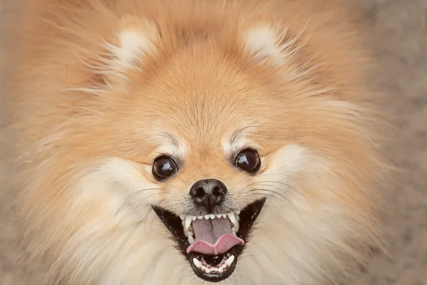 Spitz σκύλος χαρούμενος εξετάζοντας τη φωτογραφική μηχανή μεγέθυνση — Φωτογραφία Αρχείου