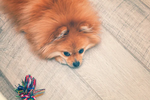 tired and sad dog spitz lying on the wooden floor. vintage style