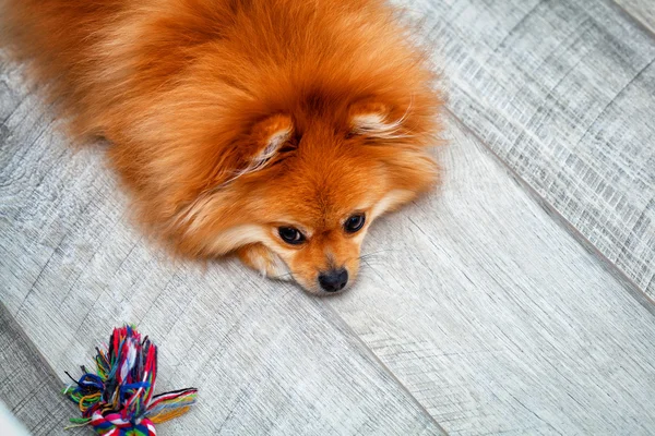 Cão bonito raça cão descansando no chão de madeira — Fotografia de Stock