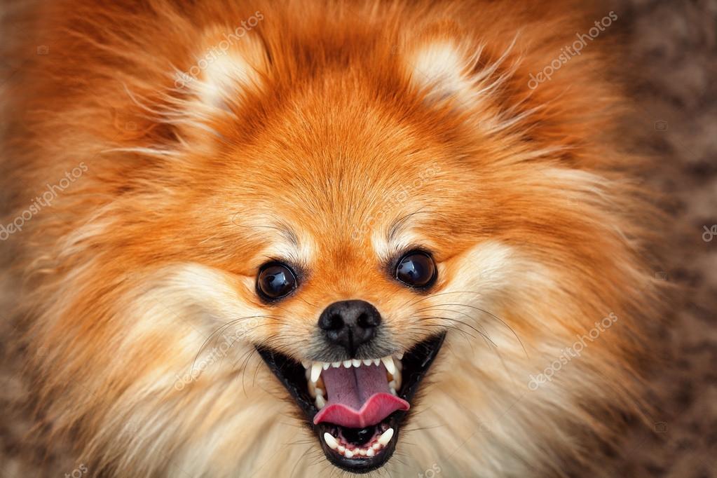 Spitz Pomsky Orange Happy Red Spitz Dog Breed With A Smile Looking