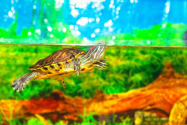 Unterwasserschildkröte im Aquarium — Stockfoto