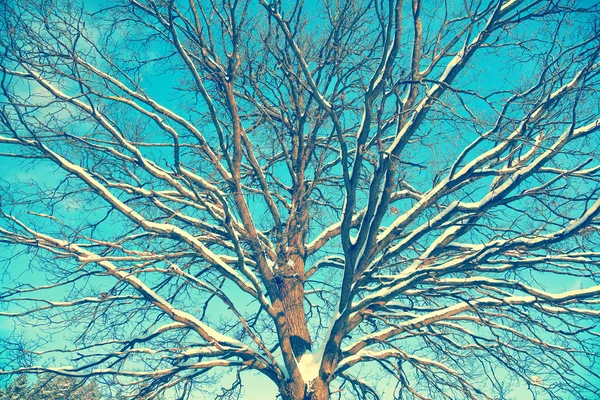 Ramos de carvalho cobertos de neve contra o céu azul — Fotografia de Stock