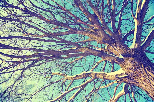 对着天空橡树蔓延的枝条。寒冷冬季的阳光明媚 — 图库照片