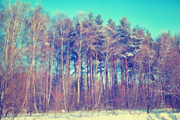 Sněhem pokrytá bříza a borovice stromy v zimním lese za slunečného počasí — Stock fotografie