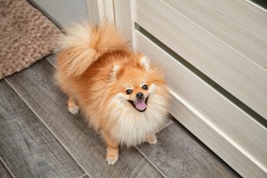 evde köpek spitz portre sevinç