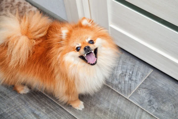 Küçük Köpek Doğurmak Komik Spitz Açık Namlu Ile — Stok fotoğraf