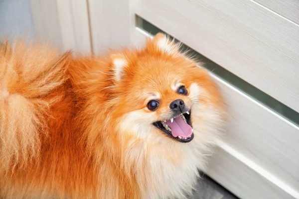 Happy dog breed German Spitz — Stock Photo, Image