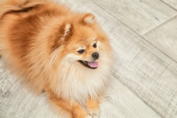 Purebred spitz in apartment. small dog breed