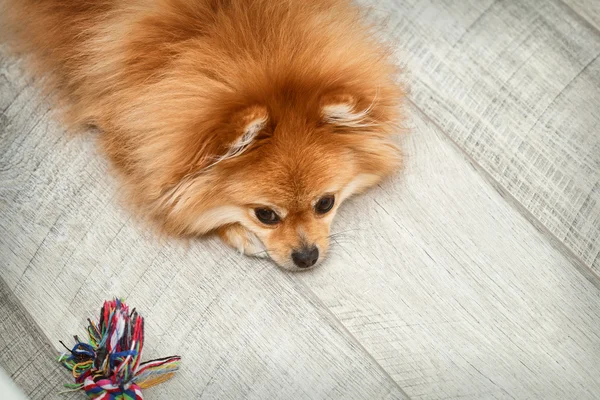 Cute spitz raça cão está descansando ao lado de um brinquedo — Fotografia de Stock