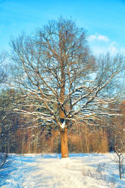 Kış ormanındaki ağaç