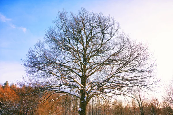 Hermosa silueta de un roble al atardecer en invierno —  Fotos de Stock