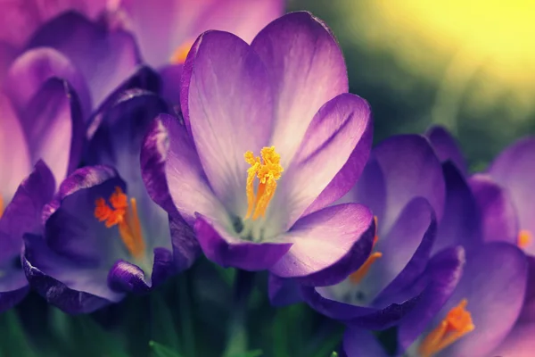 Šafrán (Crocus Natálie) květiny — Stock fotografie