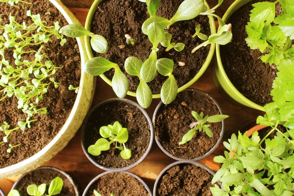 Young fresh seedlings in pots