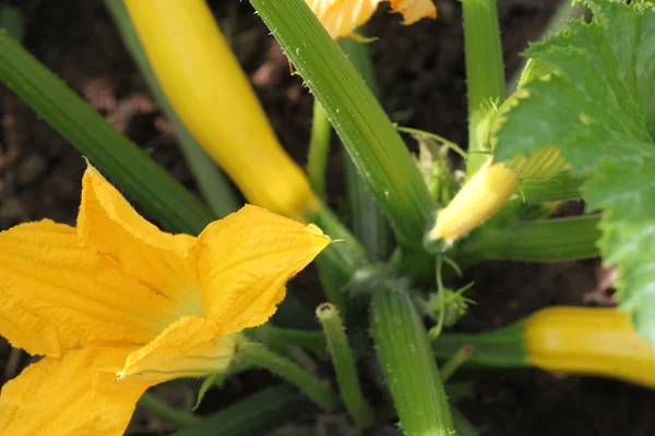 vegetable marrow in the vegetable garden