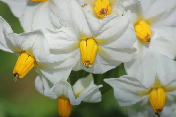Flor de flores de patata en el campo — Foto de Stock