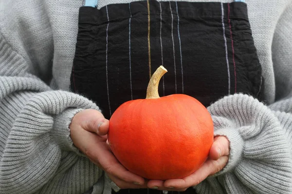 Mãos de mulher em suéter estão segurando abóbora. Conceito outono conforto, festa de Halloween, dia de Ação de Graças — Fotografia de Stock