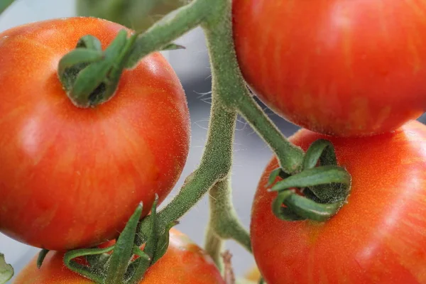Tigerella-Tomaten am Weinstock im Gewächshaus — Stockfoto