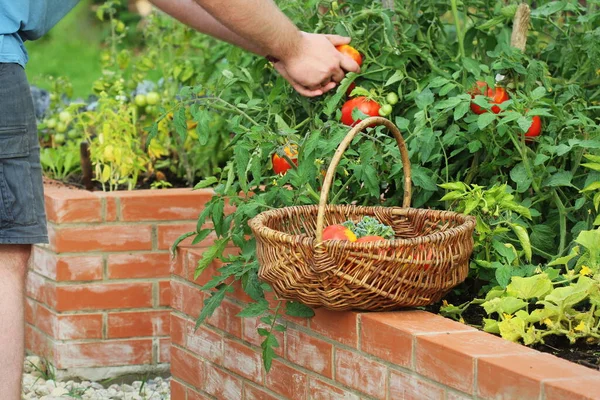 Jardinero recogiendo verduras. Camas plantadas jardinería en un huerto urbano cultivando plantas hierbas especias bayas y verduras —  Fotos de Stock