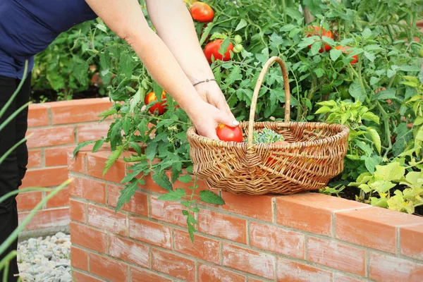 Gärtner pflückt Gemüse. Hochbeete Gartenarbeit in einem städtischen Garten Pflanzen Pflanzen Gewürze Beeren und Gemüse — Stockfoto