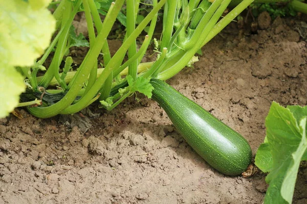 Zucchini plant. Zucchini flower. Green vegetable marrow growing on bush — Stock Photo, Image