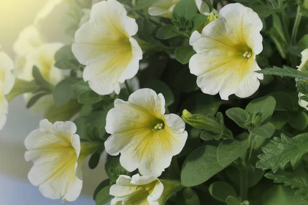 Hermoso Ramo Con Petunias Blancas Otras Flores Que Decoran Casa — Foto de Stock