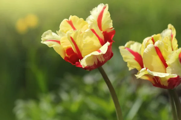 Bright Yellow Tulip Red Stripes Background Green Grass — Stock Photo, Image