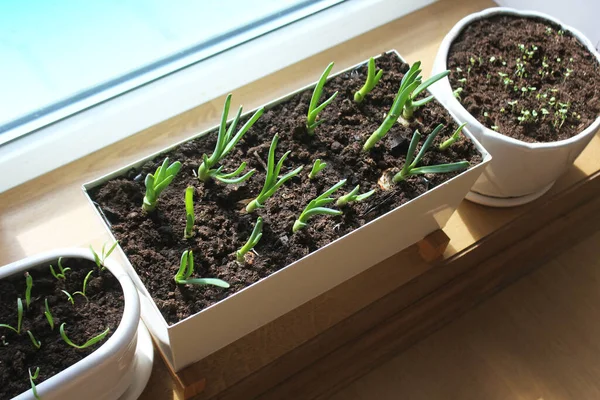 Young Seedling Onion Basil Spinach Growing Pot Windowsill Gardening Concept — Stock Photo, Image