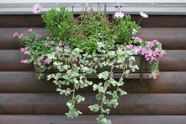 Rosa Och Vita Blommande Växter Blomlåda Fönsterbrädan Gerbera Och Bacopa — Stockfoto