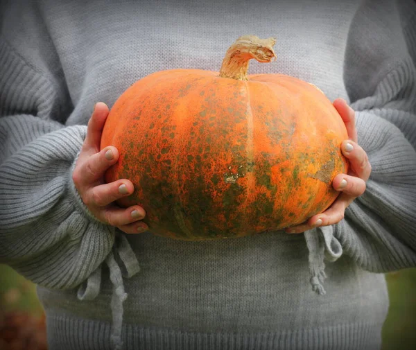 Frau Hält Großen Kürbis Den Händen Halloween Thema Herbsternte Frauenhände — Stockfoto