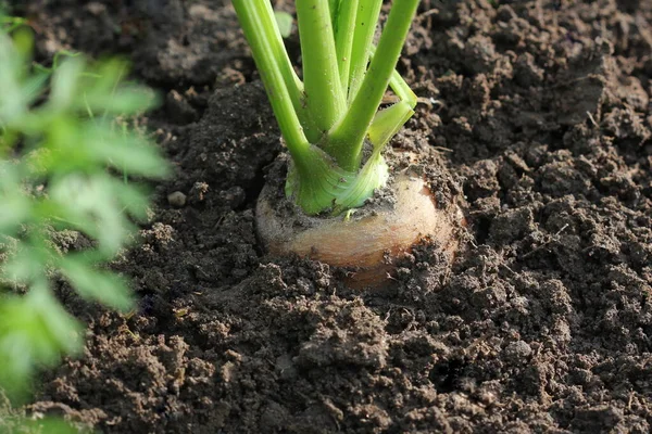 Cenouras Que Crescem Leito Vegetal — Fotografia de Stock