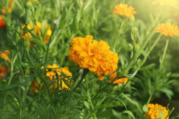 Narancs gyönyörű virágok a kertben. Gyakran nevezik őket mexikói, azték vagy afrikai marigold, tagetes . — Stock Fotó